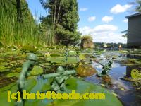 /home//u458753944/public_html/sourcegallery//Frogs/Bullfrogs 2016-08 Ontario/P8081392.JPG